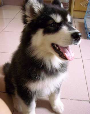 对狗身体有害的食物种类